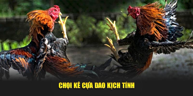 Chọi kê cựa dao kịch tính