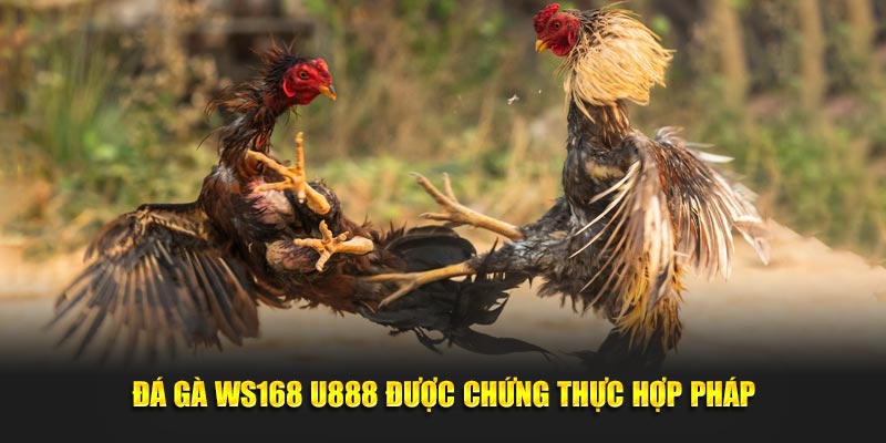 Đá gà WS168 U888 được chứng thực hợp pháp