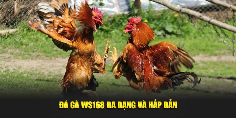 Đá gà WS168 đa dạng và hấp dẫn