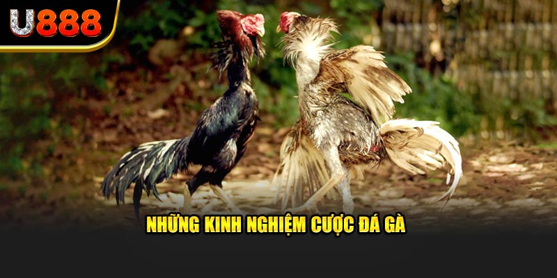 Những kinh nghiệm cược đá gà