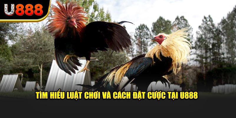 Tìm hiểu luật chơi và cách đặt cược tại U888