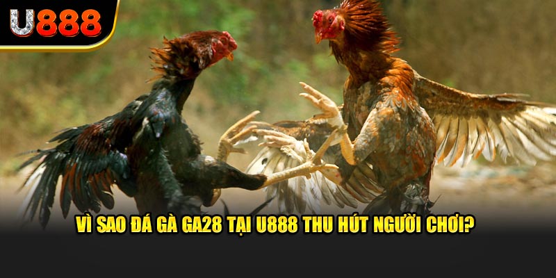 Vì sao đá gà ga28 tại U888 thu hút người chơi?